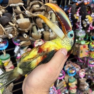Curl Crested Aracari