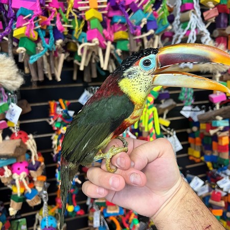 Curl Crested Aracari