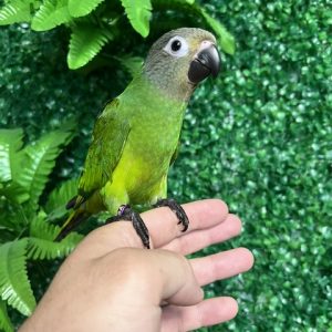 IMG_1156 Dusky Conure