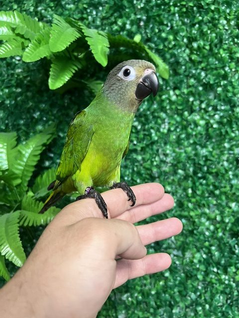 IMG_1156 Dusky Conure