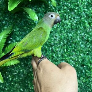 IMG_1157 Dusky Conure