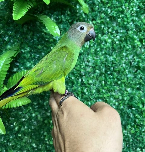 Dusky Conure