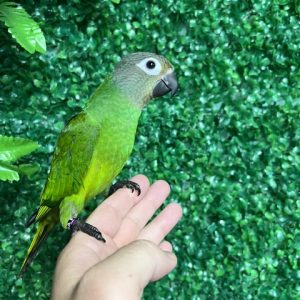 IMG_1159 Dusky Conure