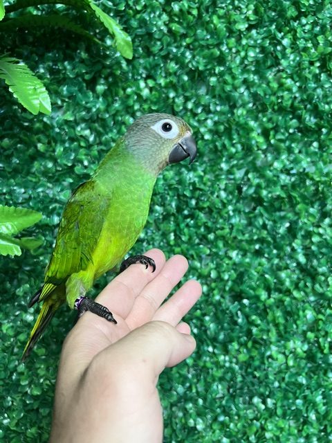 IMG_1159 Dusky Conure