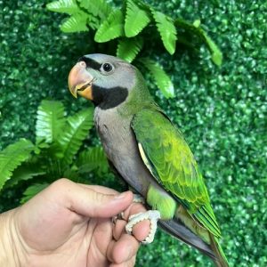 Derbyan Parrot
