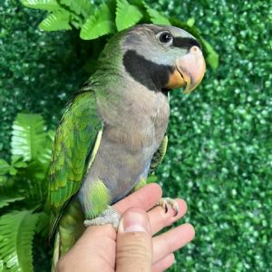 Derbyan Parrot
