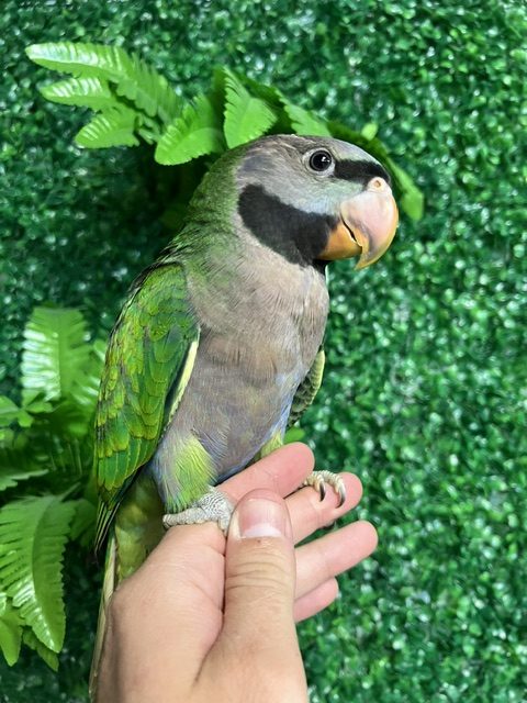 Derbyan Parrot