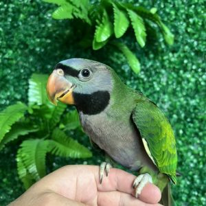 Derbyan Parrot