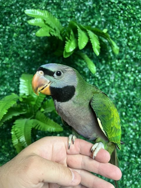 Derbyan Parrot