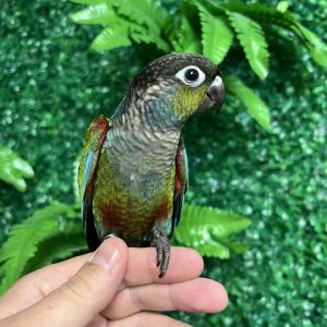 Crimson Bellied Conure
