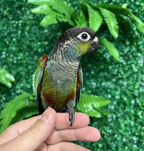Crimson Bellied Conure