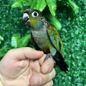 Crimson Bellied Conure