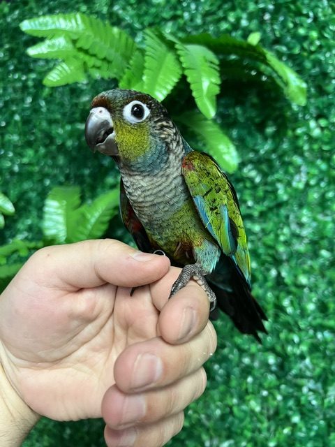 Crimson Bellied Conure