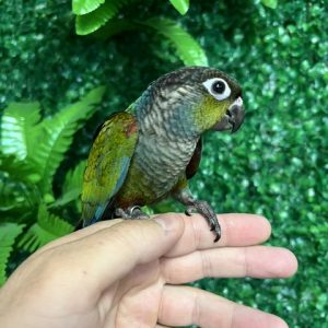 Crimson Bellied Conure