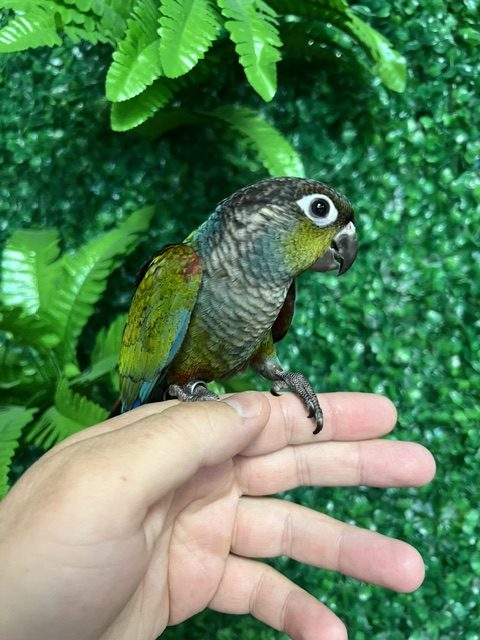Crimson Bellied Conure