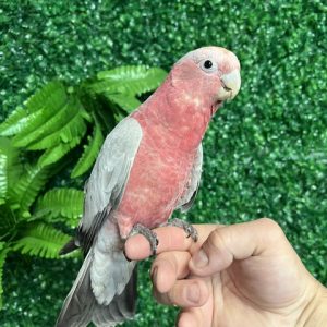 Rose Breasted Cockatoo