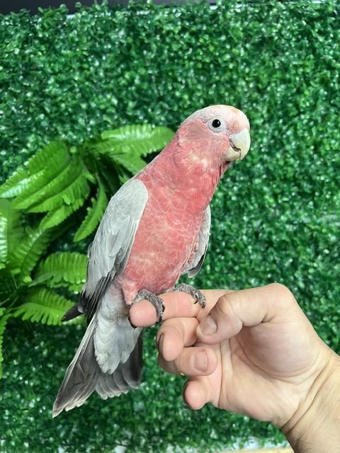 Rose Breasted Cockatoo