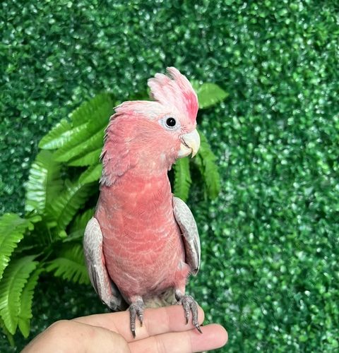 Rose Breasted Cockatoo