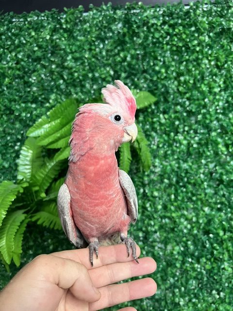 Rose Breasted Cockatoo