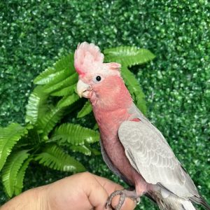 Rose Breasted Cockatoo
