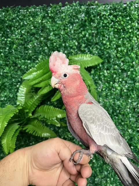 Rose Breasted Cockatoo