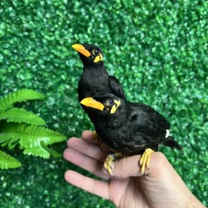 Greater Indian Hill Mynah