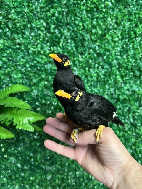 Greater Indian Hill Mynah