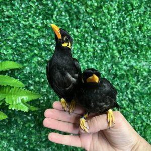 Greater Indian Hill Mynah