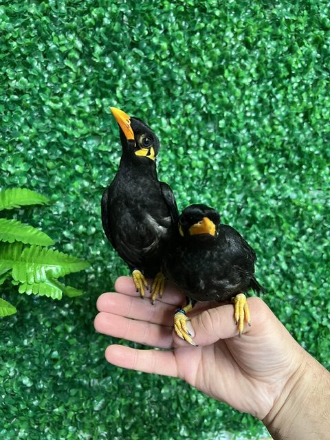 Greater Indian Hill Mynah