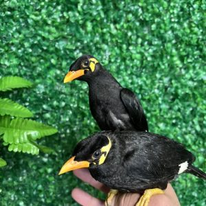 Greater Indian Hill Mynah