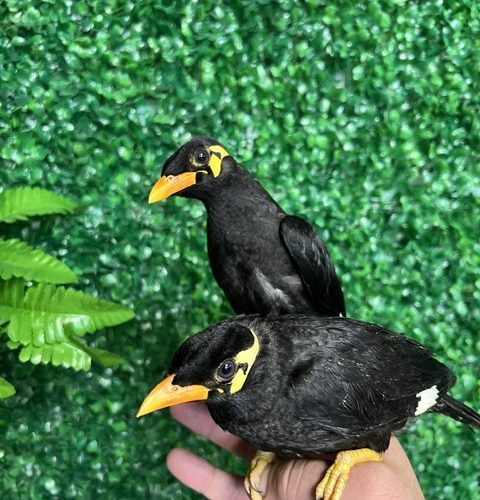 Greater Indian Hill Mynah