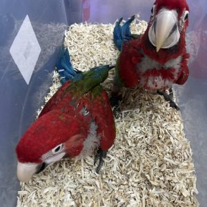 Greenwing Macaw