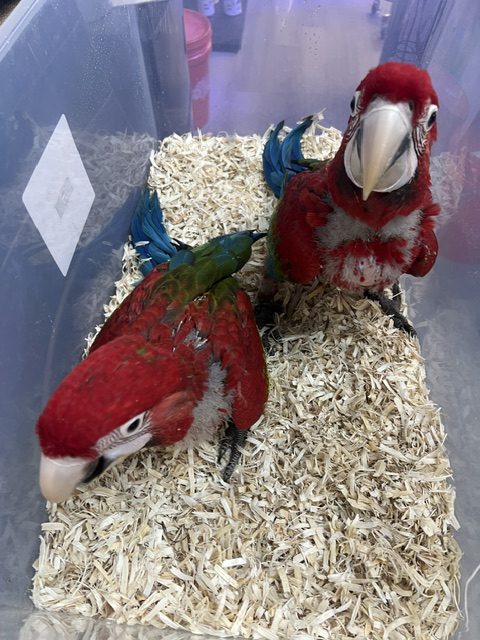 Greenwing Macaw