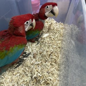 Greenwing Macaw