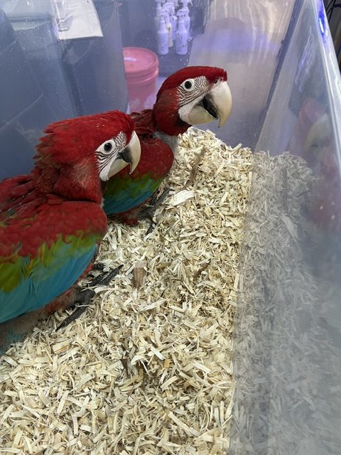 Greenwing Macaw