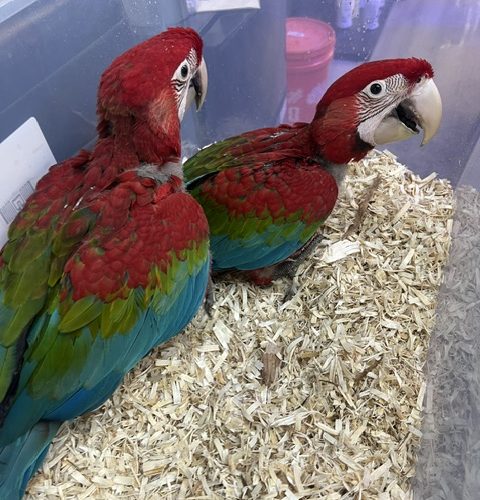 Greenwing Macaw