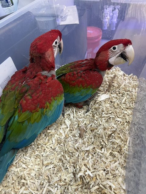 Greenwing Macaw